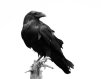 Corvus